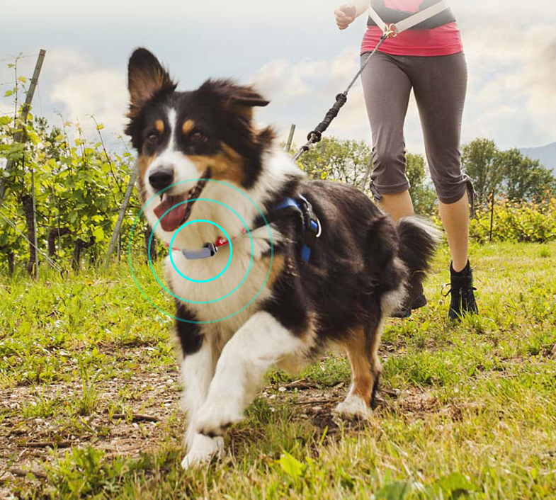 GPS Pet Tracker Collar - Multi-Functional Dog Locator