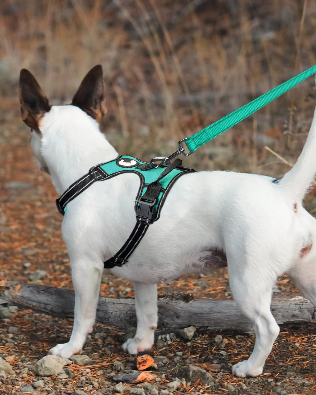 Joytale Dog Leash, 6 FT Double-Sided Reflective, Padded Handle Nylon Heavy Duty Leashes for Medium & Large Dogs Walking, Teal, 6FT
