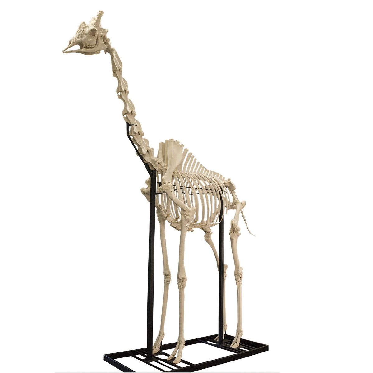 Real Southern Giraffe Skeleton - Articulated (13'7")