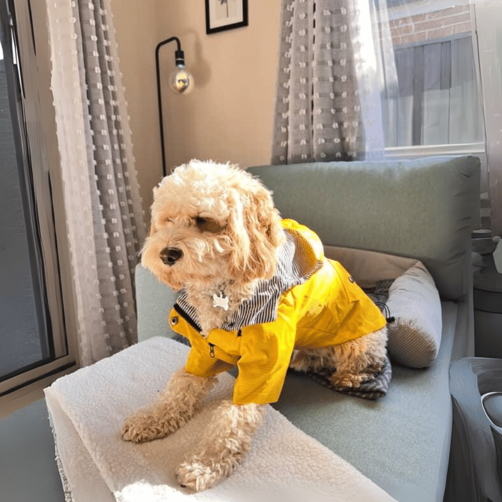 Dog Raincoat - Yellow