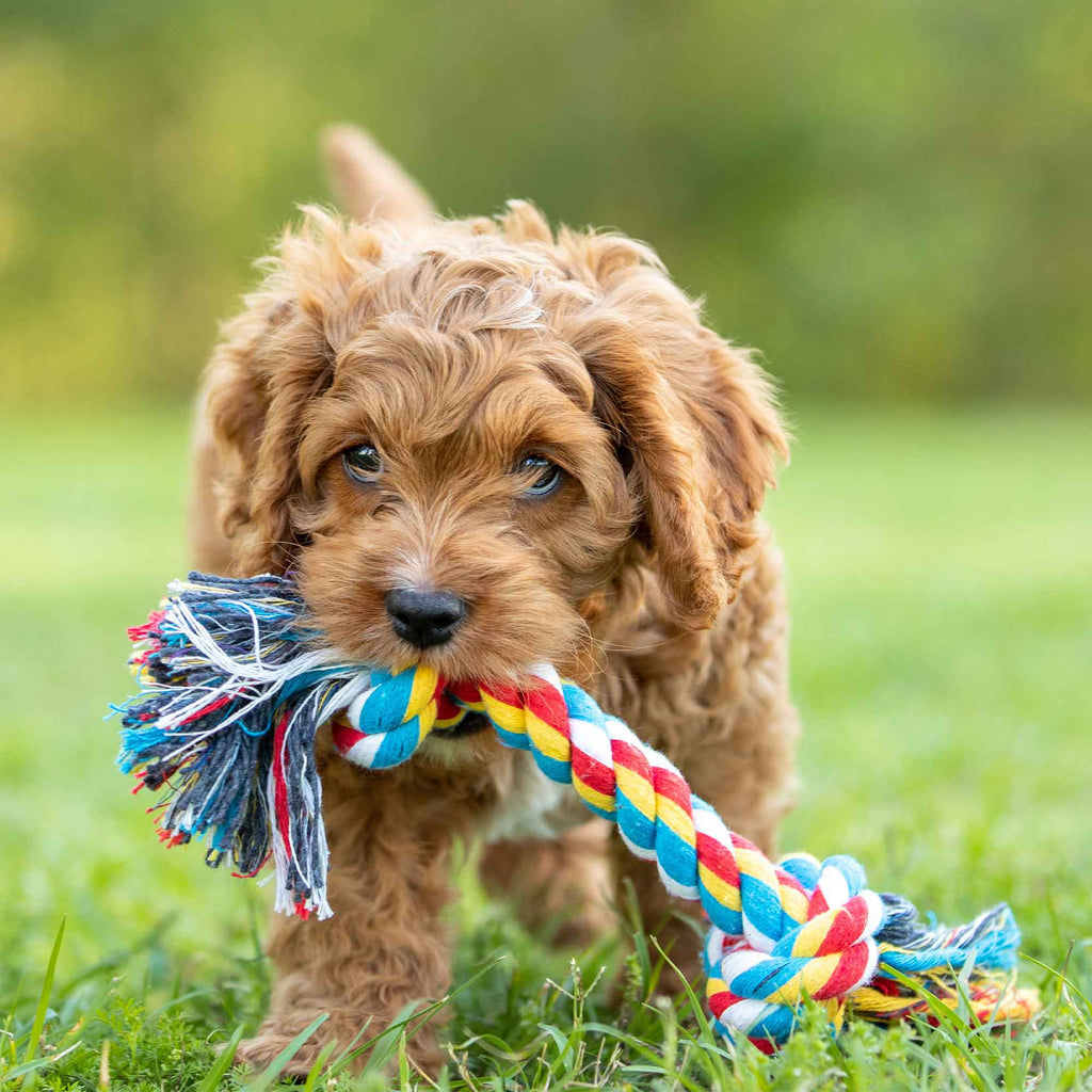 Jeffers Multi-Colored Braided Rope Bone Tug Toy for Dogs